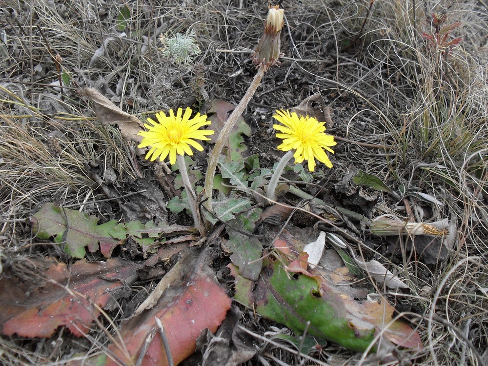 Изображение особи Taraxacum serotinum.