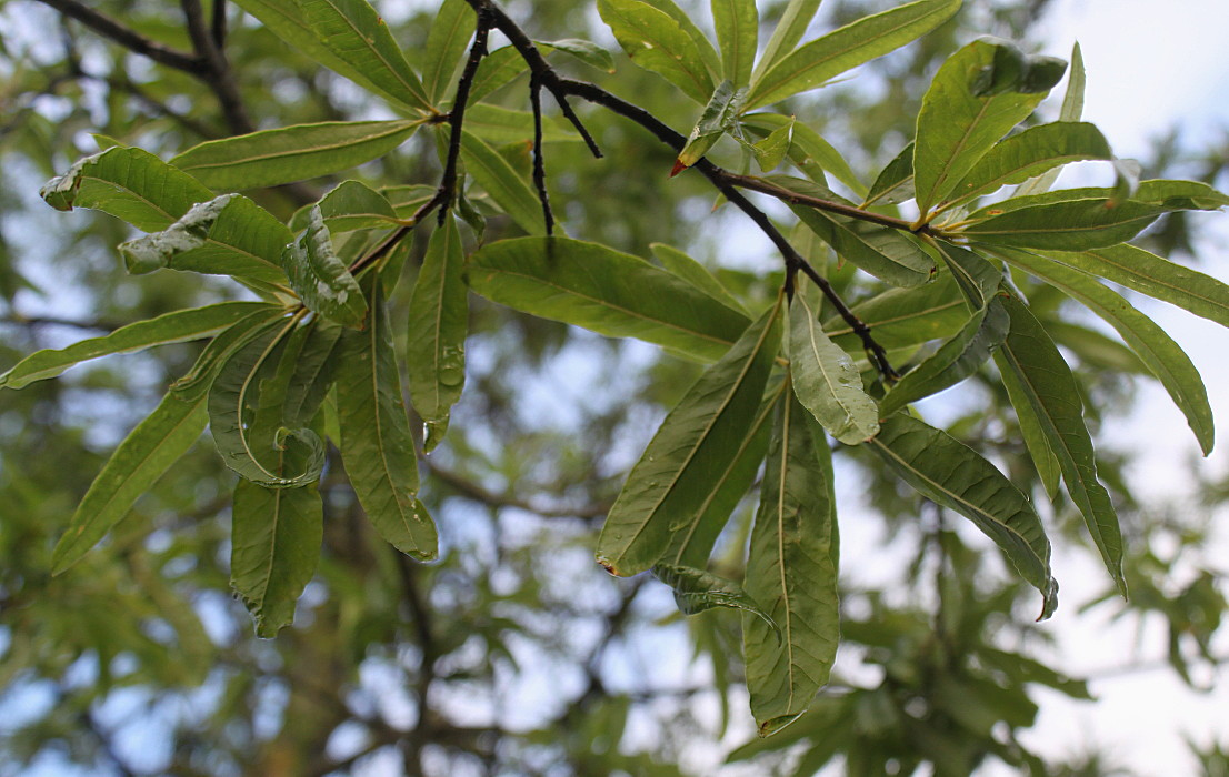 Image of Quercus phellos specimen.