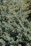 Juniperus chinensis