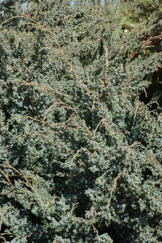 Image of Juniperus chinensis specimen.