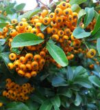 Pyracantha rogersiana. Часть ветви с плодами. Южный берег Крыма, г. Ялта, в культуре. 4 ноября 2012 г.