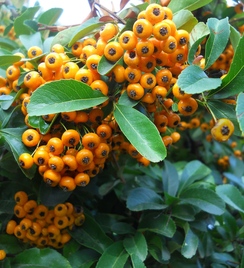 Image of Pyracantha rogersiana specimen.