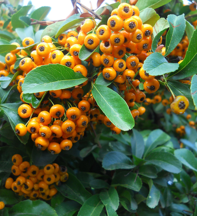 Изображение особи Pyracantha rogersiana.