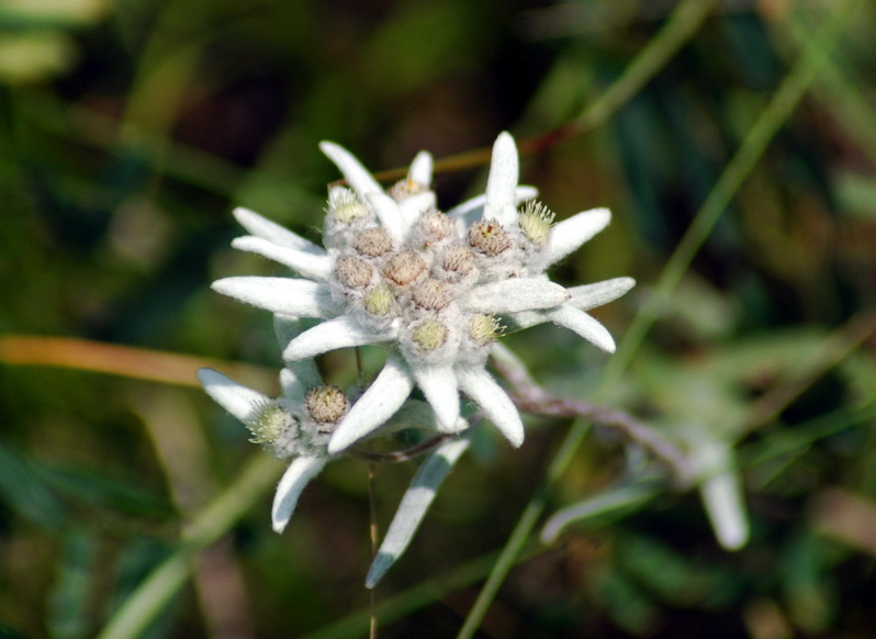 Image of Leontopodium fedtschenkoanum specimen.