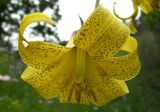 Lilium monadelphum