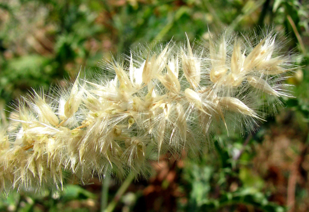 Изображение особи Melica ciliata ssp. magnolii.