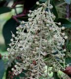 Clethra barbinervis