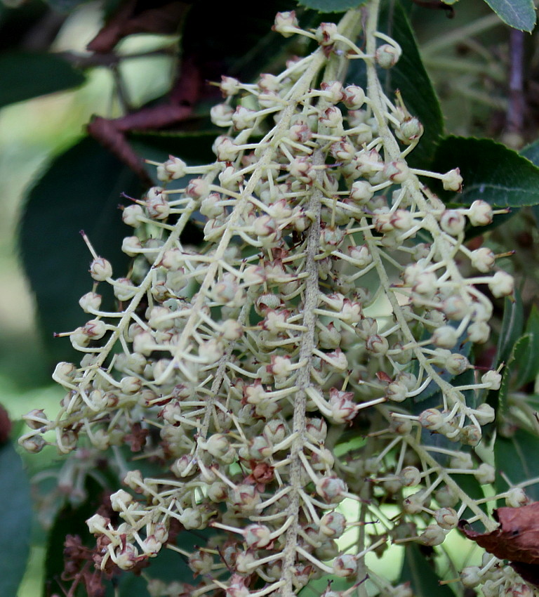 Изображение особи Clethra barbinervis.