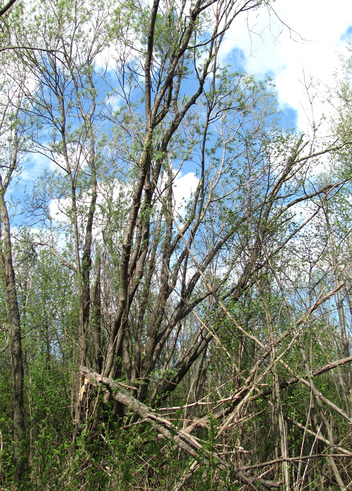 Изображение особи Salix gmelinii.