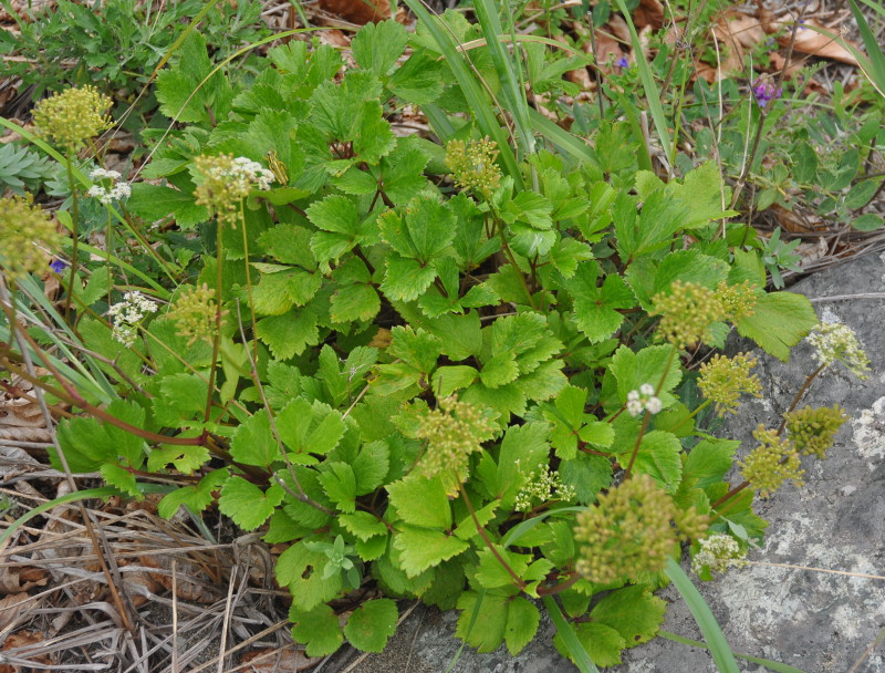 Изображение особи Ligusticum scoticum.