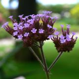 Verbena bonariensis. Соцветие. Испания, Страна Басков, провинция Гипускоа, г. Сан-Себастьян, парк. 18.07.2012.