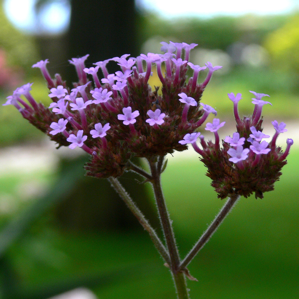 Изображение особи Verbena bonariensis.