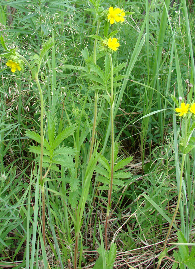 Изображение особи Potentilla longifolia.