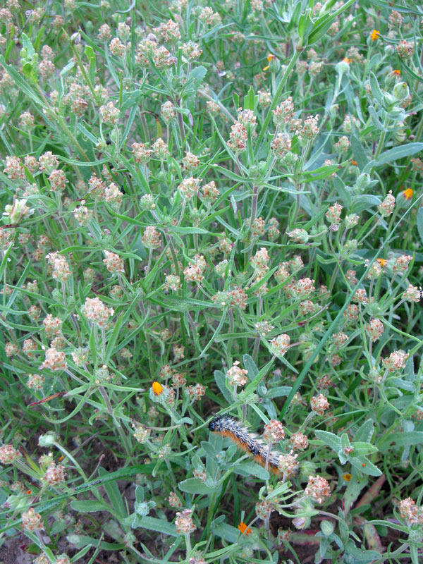 Image of Plantago afra specimen.
