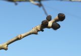Fraxinus excelsior. Веточка с покоящимися почками. Германия, г. Кемпен, в городском саду. 05.03.2013.