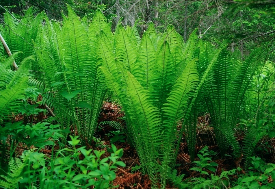 Image of Matteuccia struthiopteris specimen.