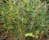 Armeria maritima. Листья перезимовавшего растения. Германия, г. Кемпен, на открытом балконе. 27.03.2013.