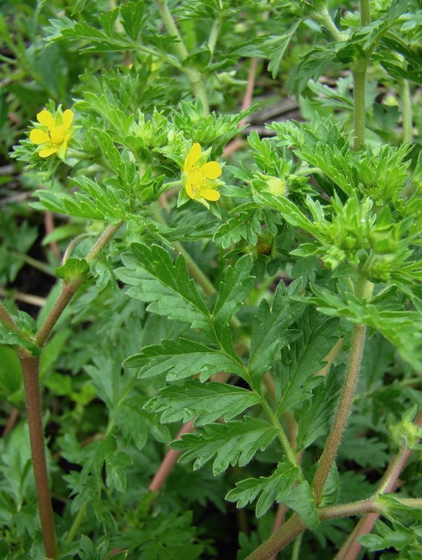Изображение особи Potentilla supina.