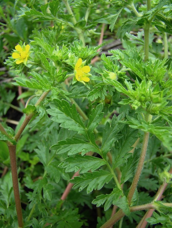 Image of Potentilla supina specimen.