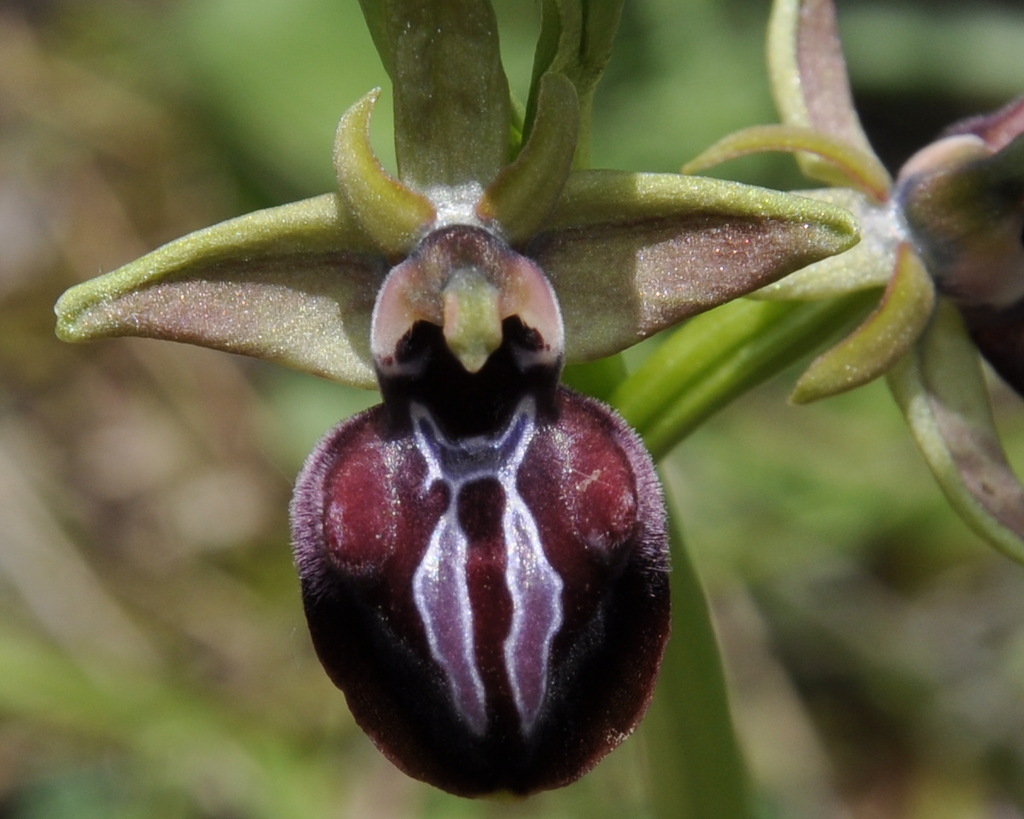 Изображение особи Ophrys mammosa.