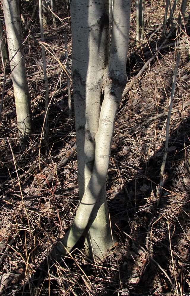 Image of Alnus incana specimen.