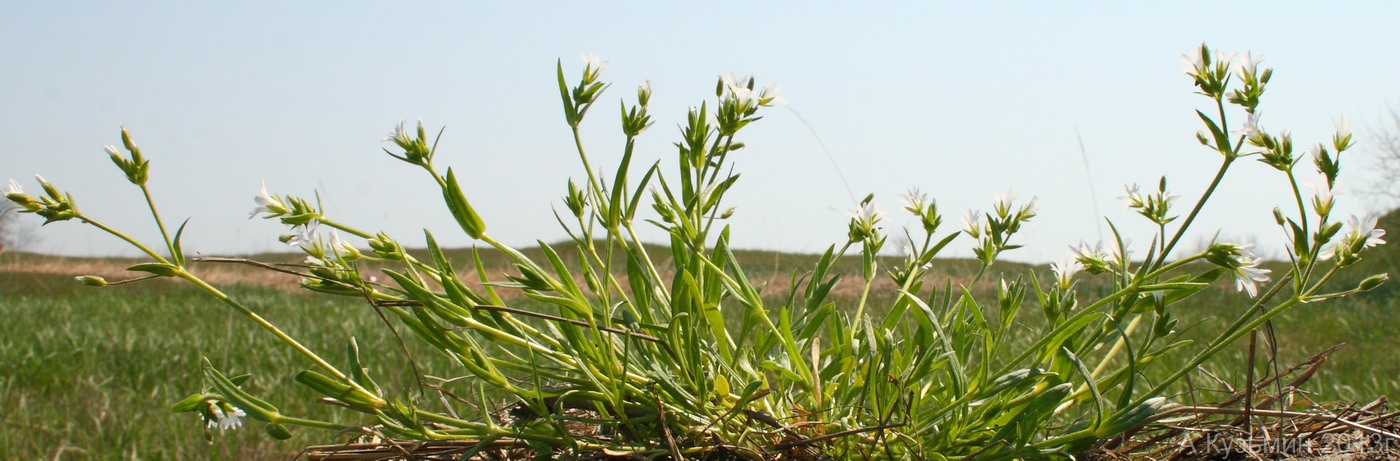 Изображение особи Dichodon viscidum.
