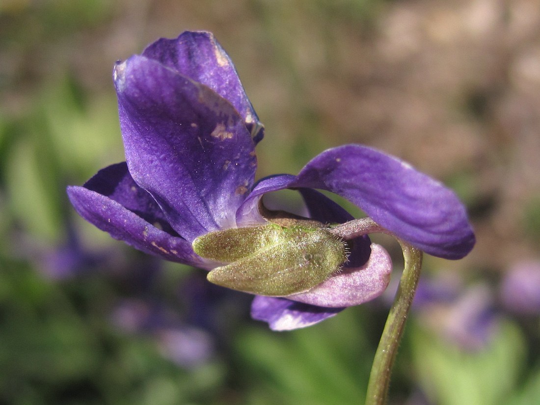 Изображение особи Viola ambigua.