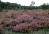 Calluna vulgaris