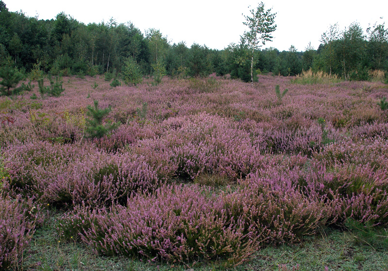 Изображение особи Calluna vulgaris.