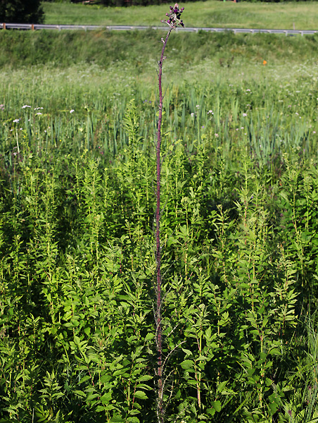 Изображение особи Cirsium palustre.