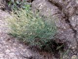 Crucianella gilanica