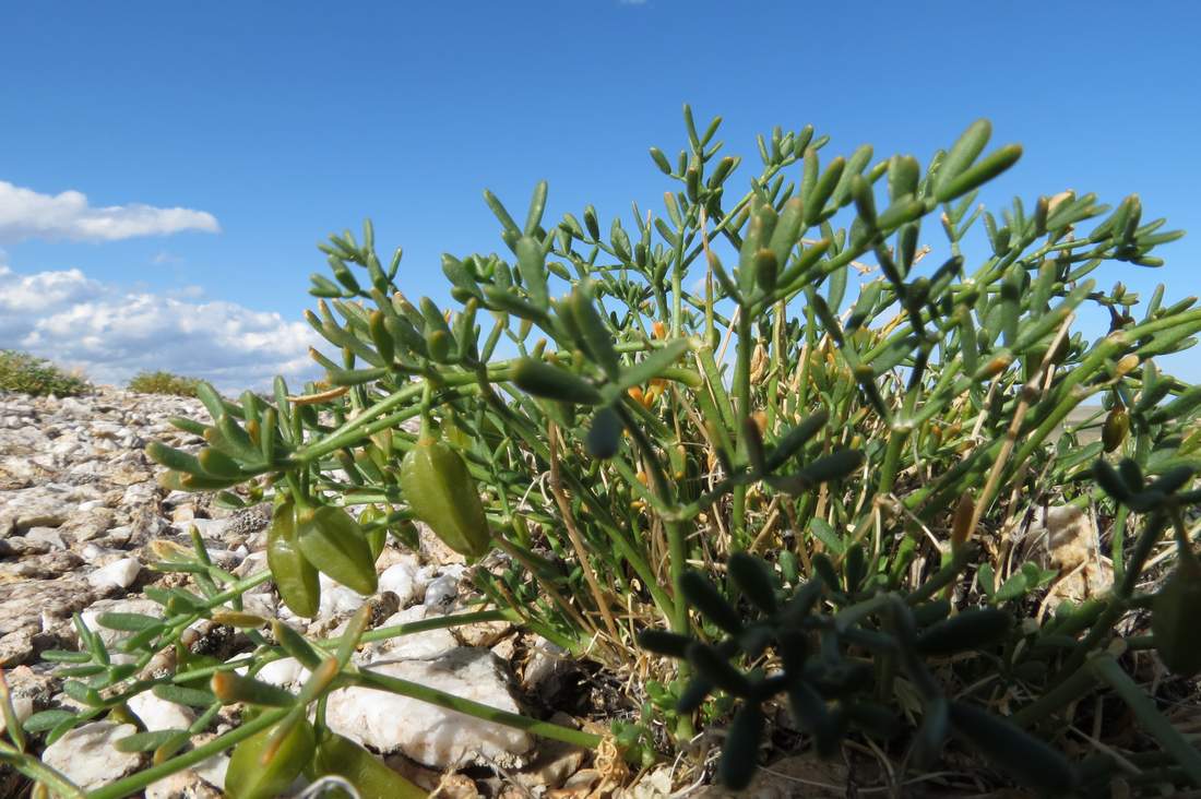 Image of Zygophyllum kopalense specimen.