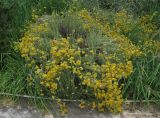 род Helichrysum