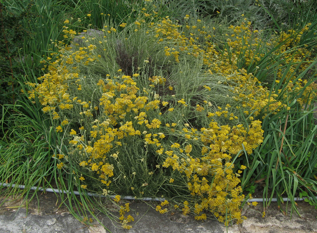 Изображение особи род Helichrysum.