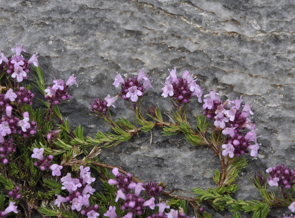 Изображение особи Thymus boissieri.