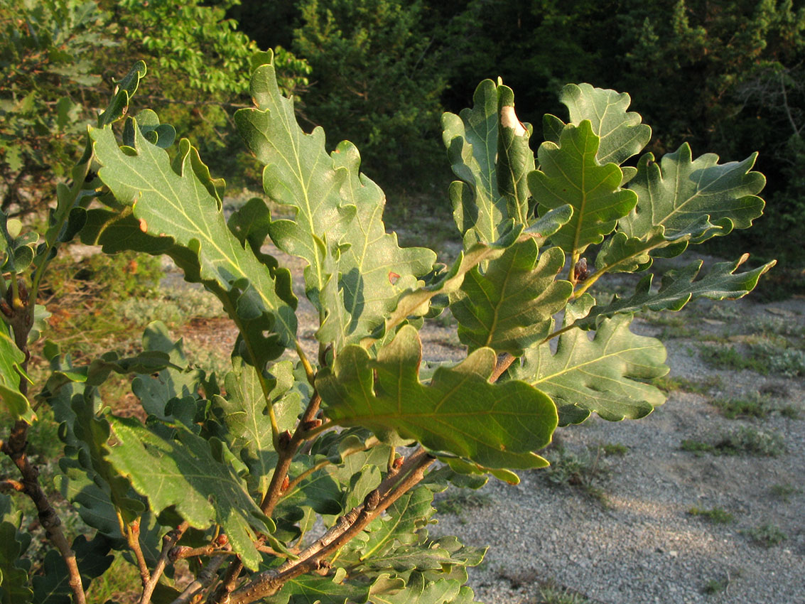 Изображение особи Quercus pubescens.