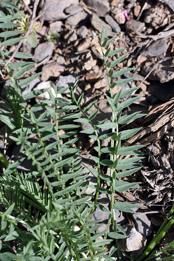 Изображение особи Astragalus kurdaicus.