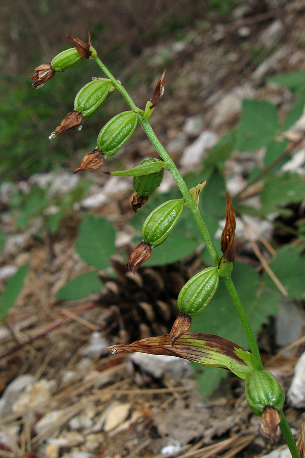 Изображение особи Epipactis persica.