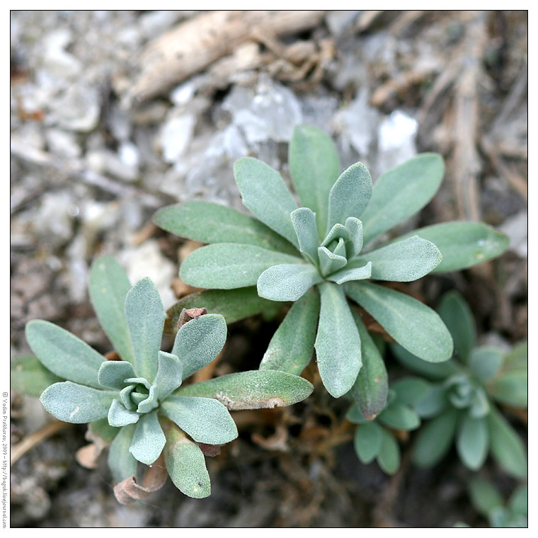 Image of Schivereckia podolica specimen.