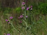 Cirsium palustre. Верхушка цветущего растения. Чувашия, окр. г. Шумерля, урочище \"Торф\". 6 августа 2013 г.