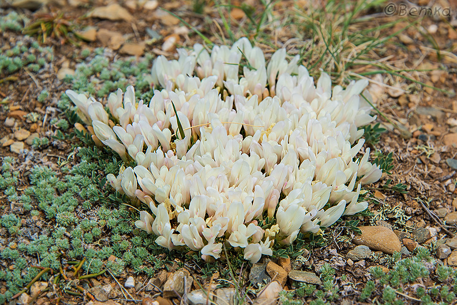 Изображение особи Astragalus brevifolius.