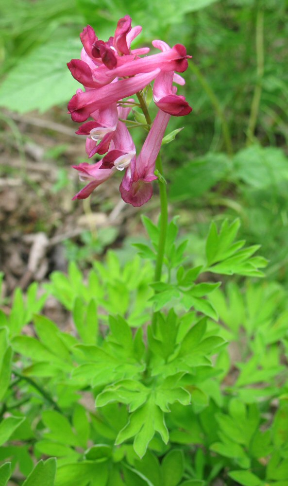 Изображение особи Corydalis buschii.