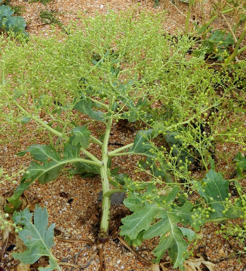 Изображение особи Crambe maritima.