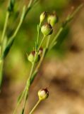 Linum stelleroides. Часть соплодия. Приморский край, окр. г. Находка, сухой каменистый склон у моря. 08.09.2013.