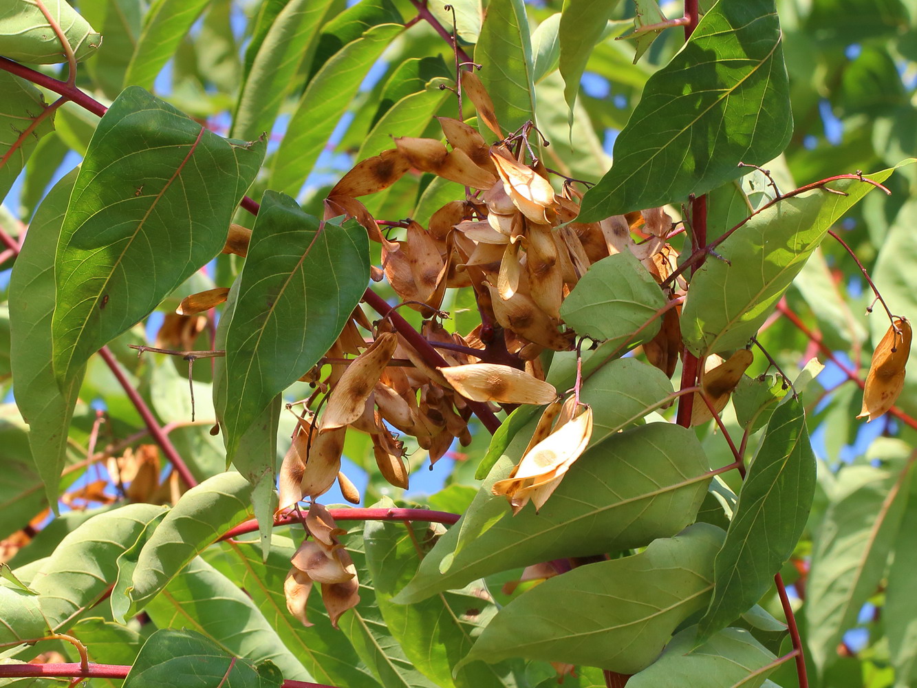 Изображение особи Ailanthus altissima.