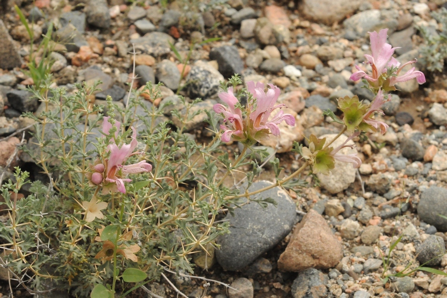 Изображение особи Lagochilus platyacanthus.