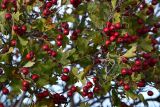 Crataegus dipyrena. Ветви с плодами. Крым, Керченский п-ов, Приазовье, Караларская степь. 21.09.2013.