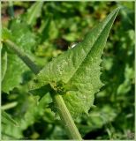 Cichorium intybus