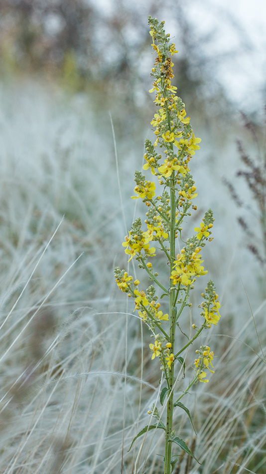 Изображение особи Verbascum lychnitis.