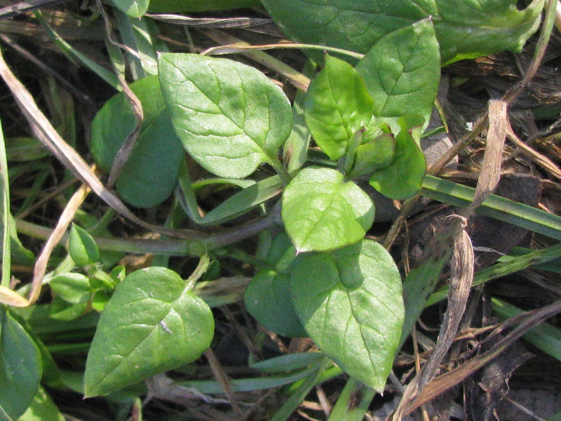 Image of Stellaria media specimen.